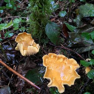 Chanterelle, Common