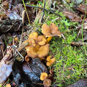 Trumpet Chanterelle