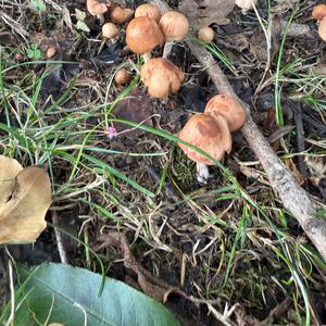 Unknown Species