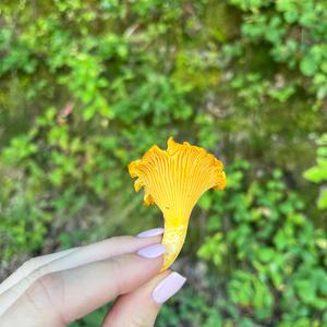 Chanterelle, Common