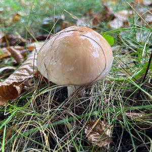 Tonblaser Fälbling