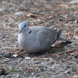 Eurasian Collared-dove