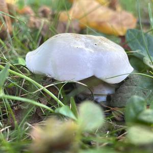 Mehlräsling