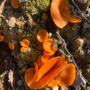 Orange Peel Fungus