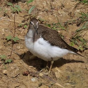 Common Sandpiper