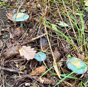 Green Stropharia