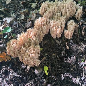 Unknown Species