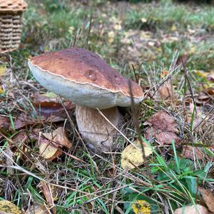 King Bolete