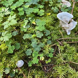 Anise-scented Clitocybe