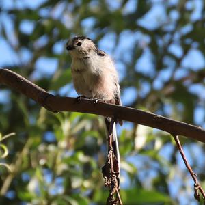Long-tailed Tit