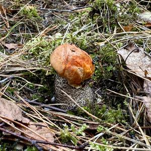 Orange Birch Bolete