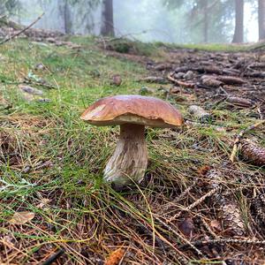 King Bolete