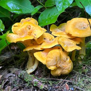 Chanterelle, Common