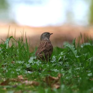 Hedge Accentor