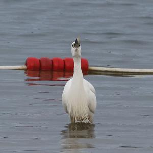 Little Egret