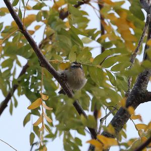 Firecrest