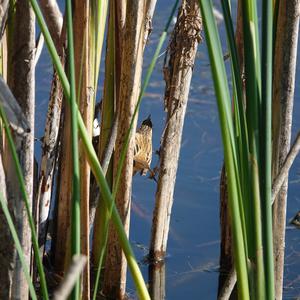 Sedge Warbler
