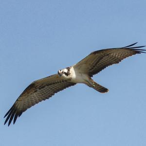 Osprey