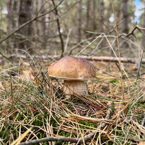 King Bolete