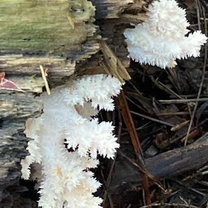 Ästiger Stachelbart