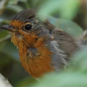 European Robin
