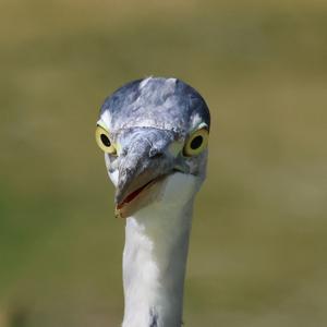 Grey Heron