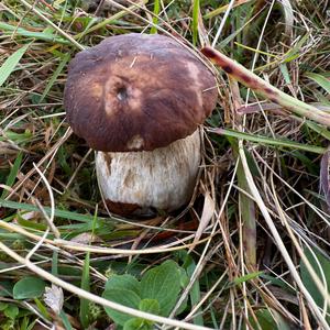 Unknown Species
