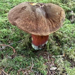 Unknown Species