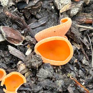 Orange Peel Fungus