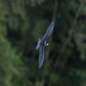 Black Tern