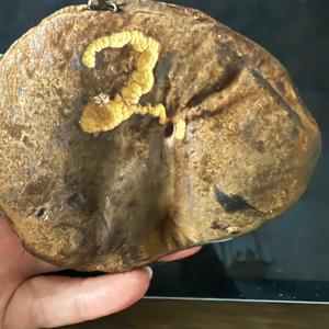 Unknown Species