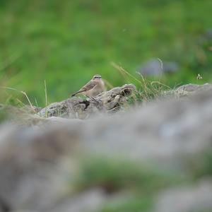 Northern Wheatear