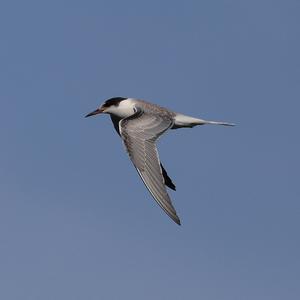 Black Tern