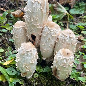 Shaggy Mane