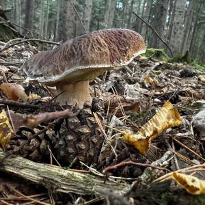 King Bolete