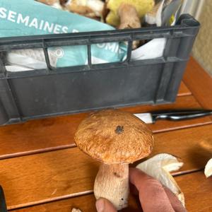 Unknown Species