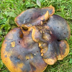 Unknown Species