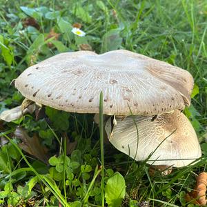Weißer Giftchampignon