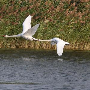 Mute Swan