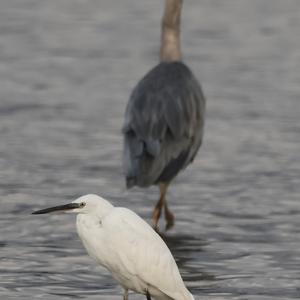 Little Egret