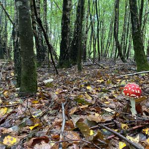 Fly Agaric