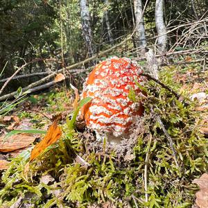 Fly Agaric
