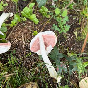 Weißer Giftchampignon