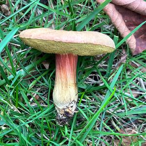Red-cracked Bolete