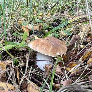 King Bolete