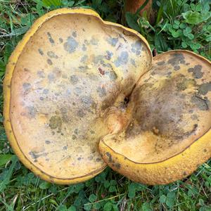 Unknown Species