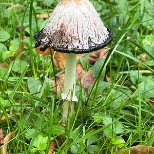 Shaggy Mane