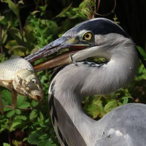 Grey Heron