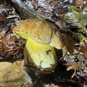 Falscher Anhängselröhrling