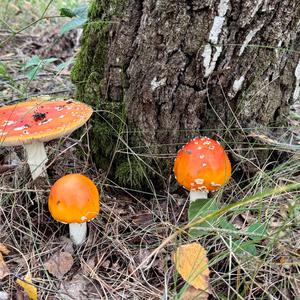 Fly Agaric